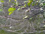 26SpiderWeb