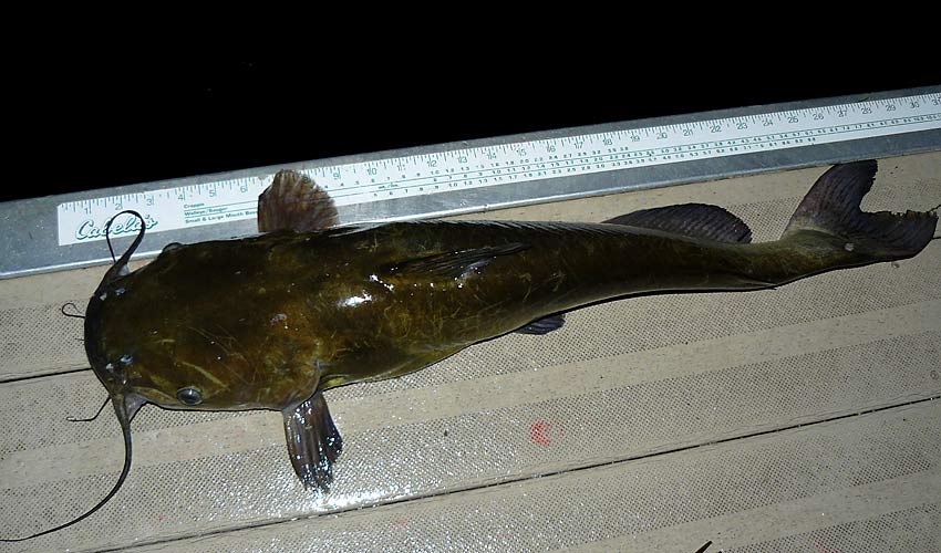 02ChannelCatfish29Inches