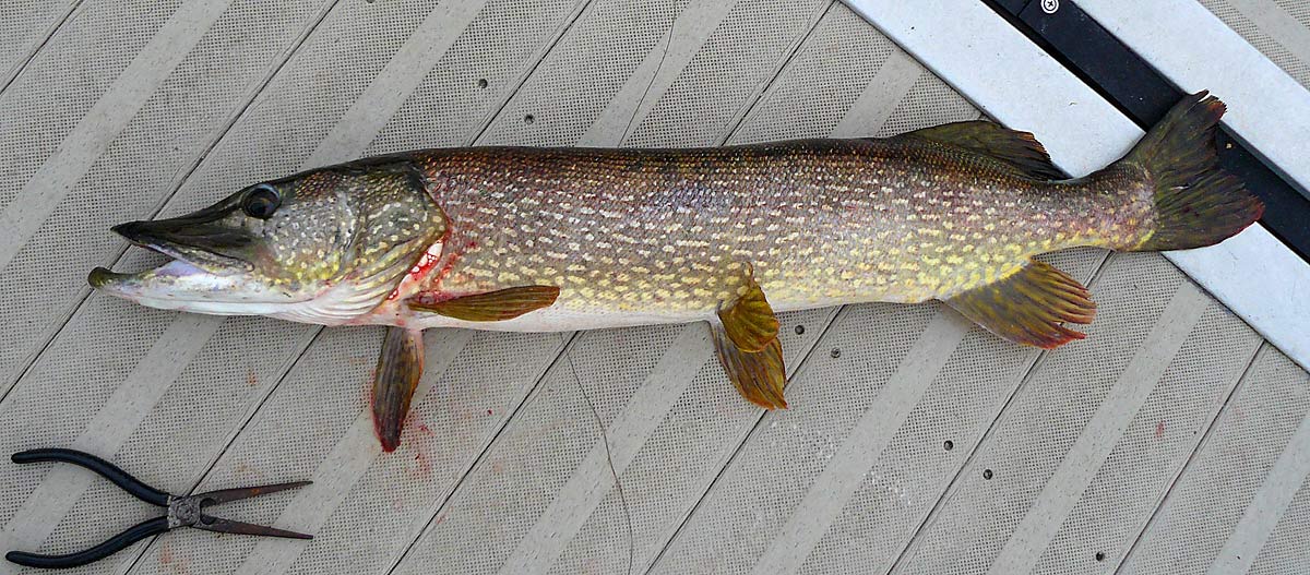 12NorthernPike13lb33in