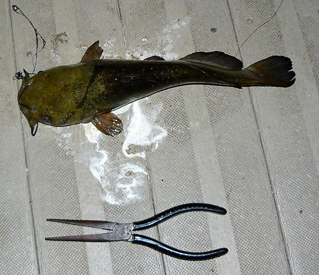 14BullheadCatfish12Inches