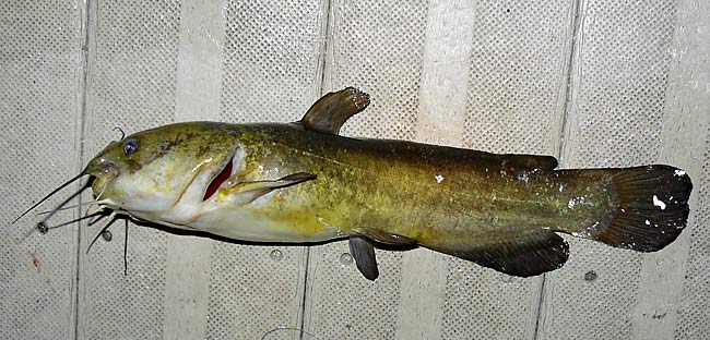 15BullheadCatfish12Inches