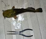 14BullheadCatfish12Inches