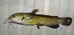 15BullheadCatfish12Inches