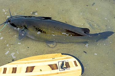 Channel Catfish