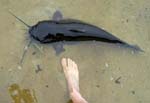 02ChannelCatfishNSize11Foot