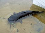 03ChannelCatfish