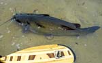 06ChannelCatfish