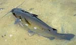 10ChannelCatfish