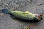 01LargeMouthBass