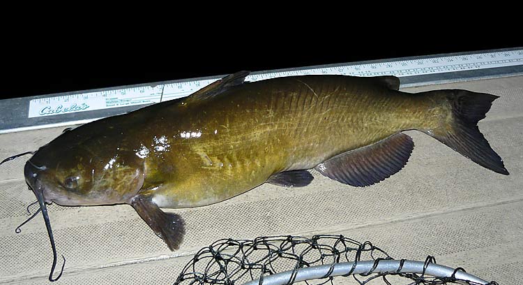 05ChannelCatfish26Inches