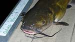 06ChannelCatfish26Inches