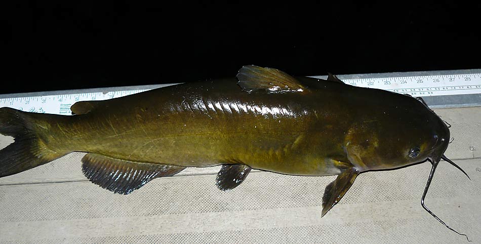 02ChannelCatfish8lbs26in