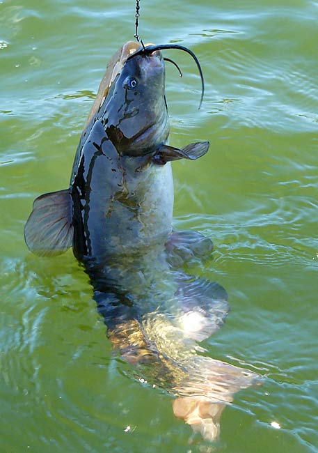 03ChannelCatfish