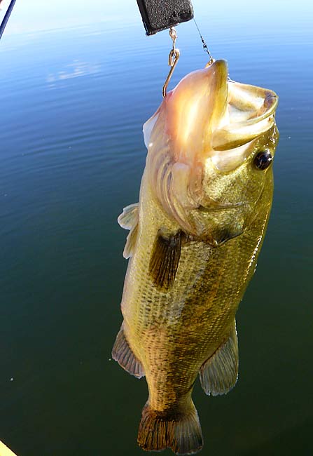 06LargeMouthBass