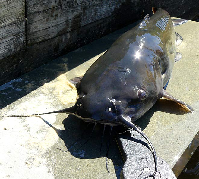 10ChannelCatfish