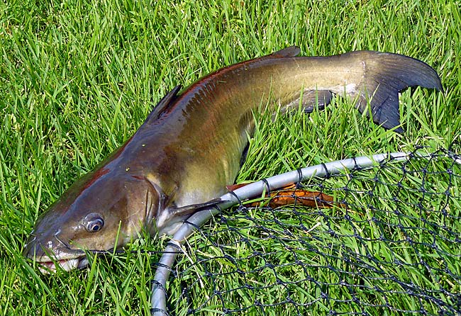 16ChannelCatfish