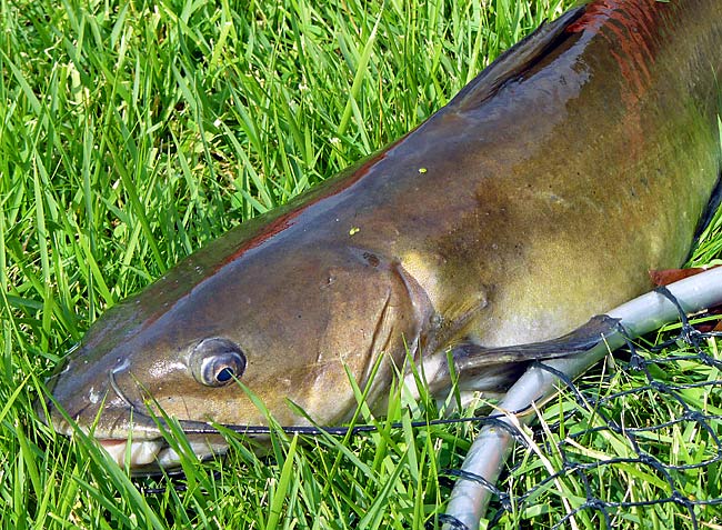 17ChannelCatfish