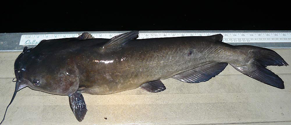 18ChannelCatfish10lbs30in
