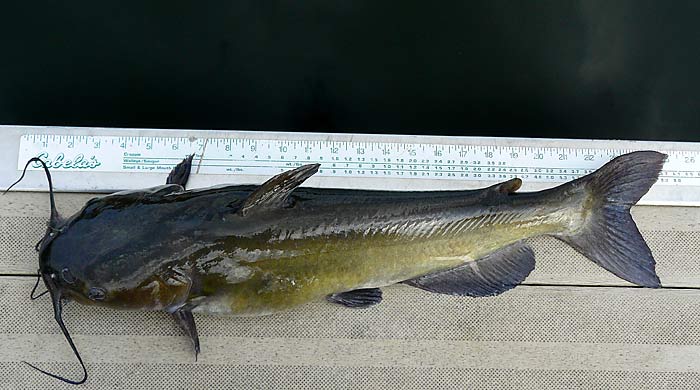 31ChannelCatfish24Inches