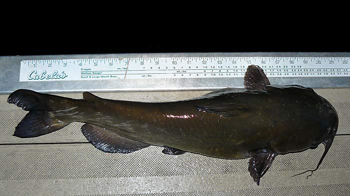 40ChannelCatfish21Inches