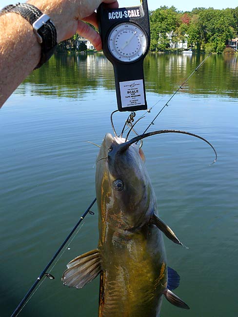 43ChannelCatfish6lbs