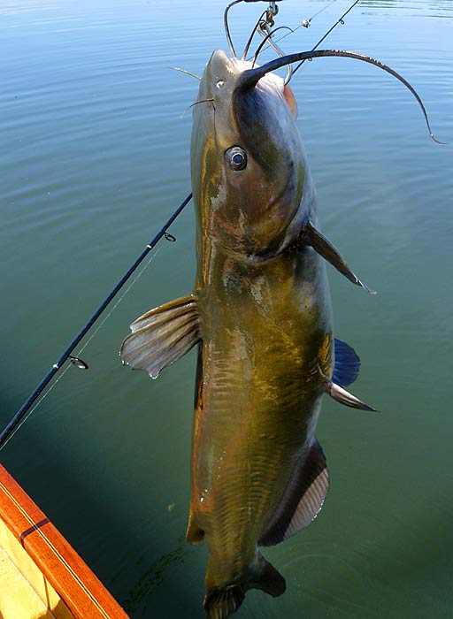 44ChannelCatfish6lbs