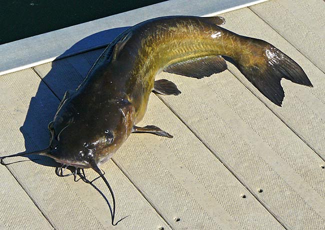 46ChannelCatfish