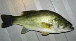 01LargeMouthBass