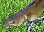 17ChannelCatfish