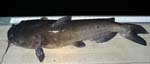 18ChannelCatfish10lbs30in