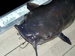 19ChannelCatfish10lbs30in
