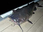 20ChannelCatfish10lbs30in
