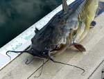 32ChannelCatfish24Inches