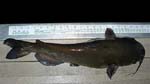 40ChannelCatfish21Inches