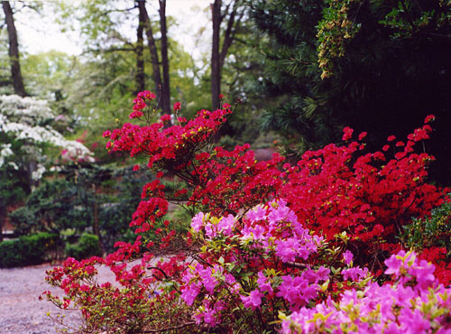 08Azaleas