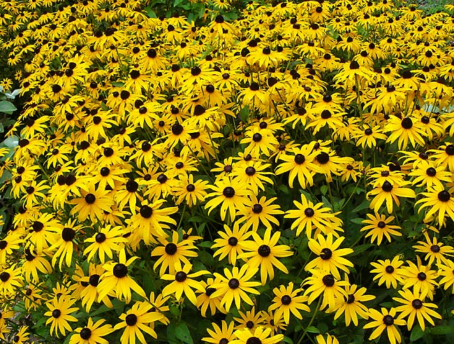 36BlackEyedSusans