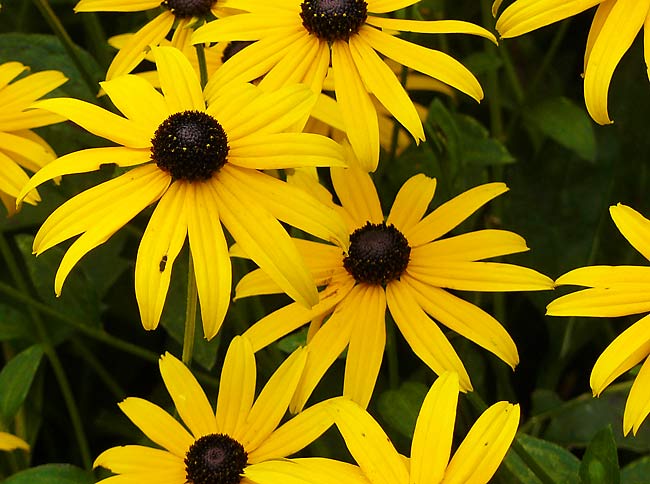 37BlackEyedSusans