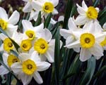 01Daffodils