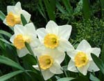 09Daffodils