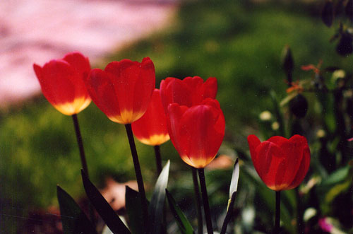 01Tulips