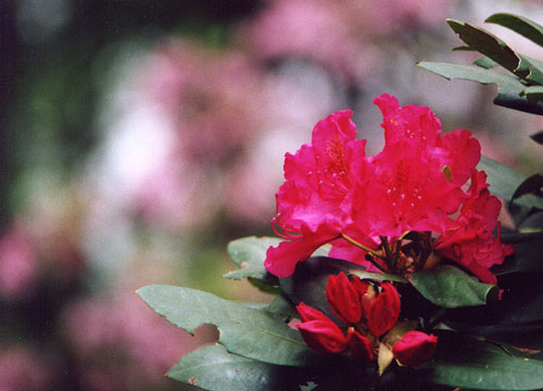 02Rhododendron