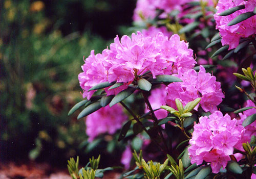 03Rhododendron