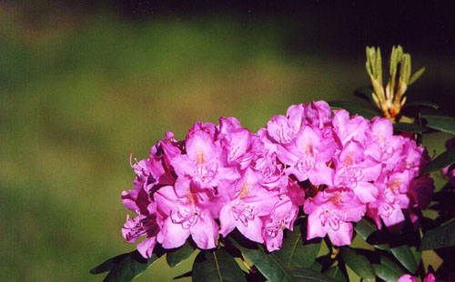 05Rhododendron