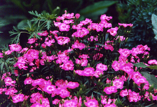 08Flower