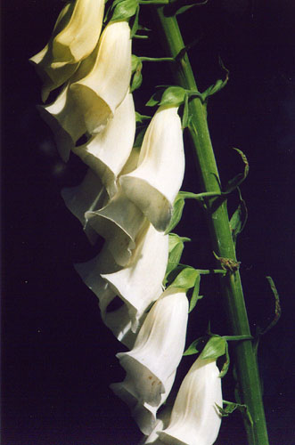 21Digitalis