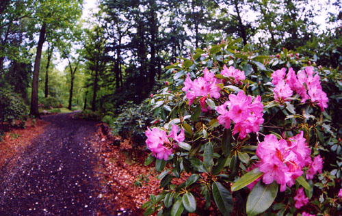 22Rhododendrons