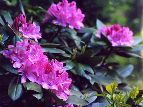 23Rhododendrons