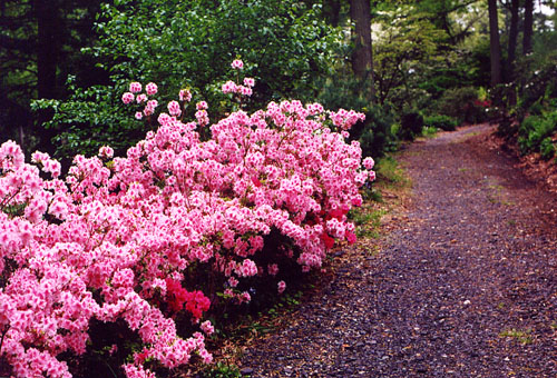 28Azaleas