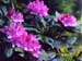 23Rhododendrons