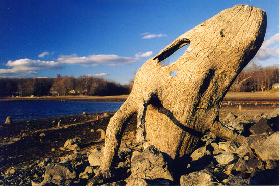 Head Shaped Tree Stump